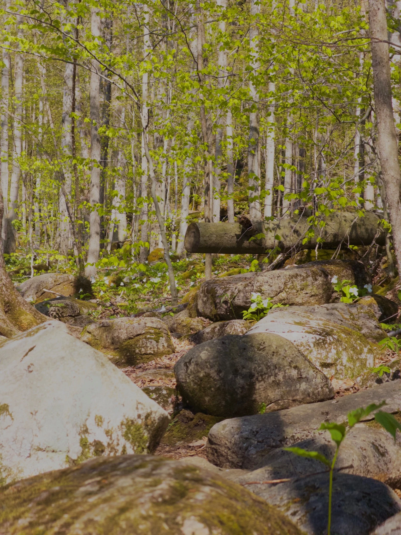 Rocky forest trail at Bruce’s Caves
